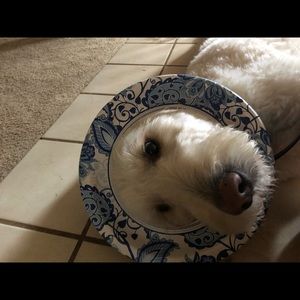 Meet your Posher, Jamison